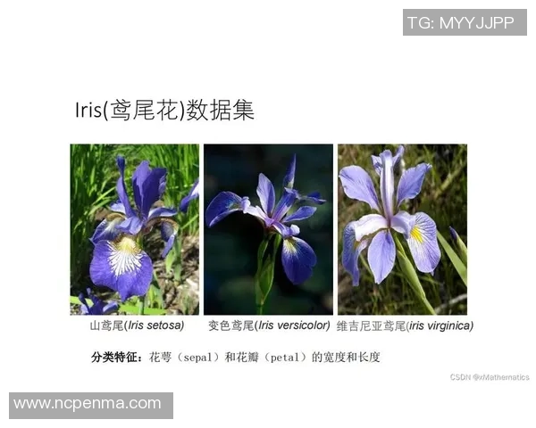 北京羽毛球队耐力对比深度解析及训练策略探讨 北京羽毛球队耐力对比深度解析及训练策略探讨